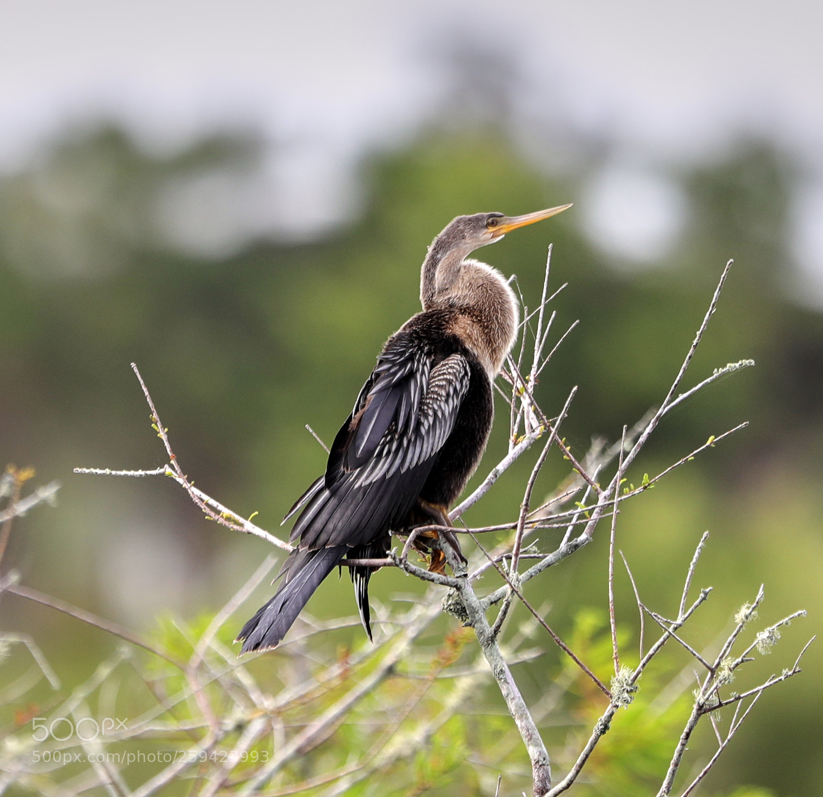 Canon EOS-1D X Mark II sample photo. 05-25-18-0019604.jpg photography