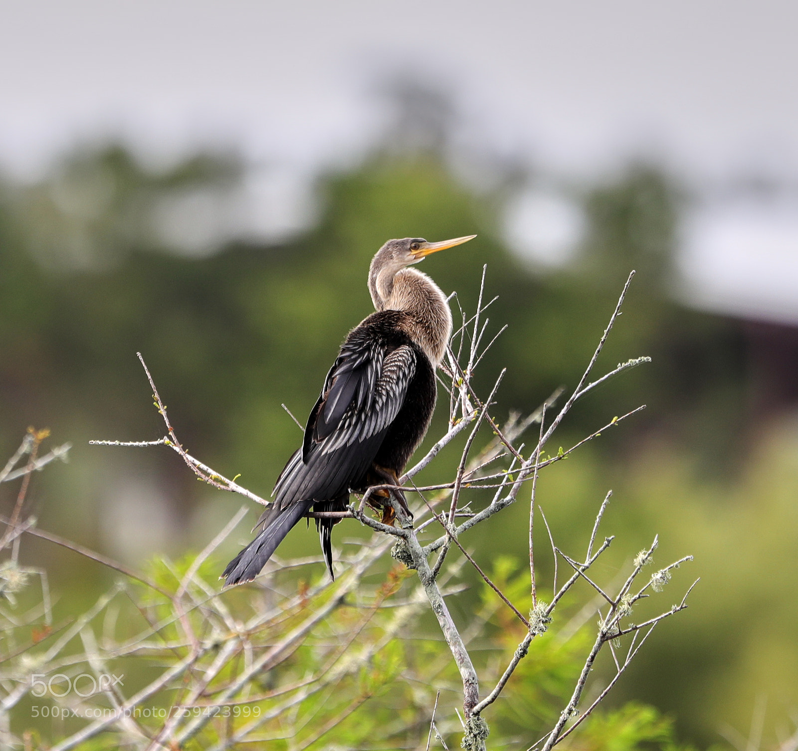 Canon EOS-1D X Mark II sample photo. 05-25-18-0019602.jpg photography