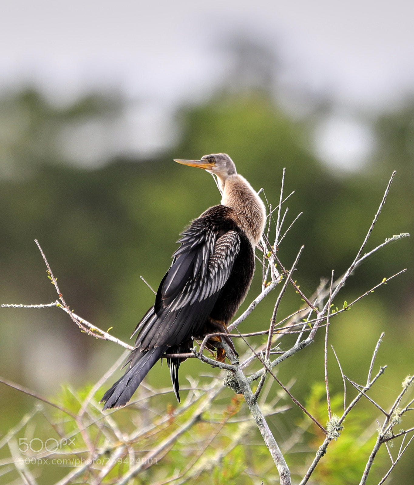 Canon EOS-1D X Mark II sample photo. 05-25-18-0019603.jpg photography