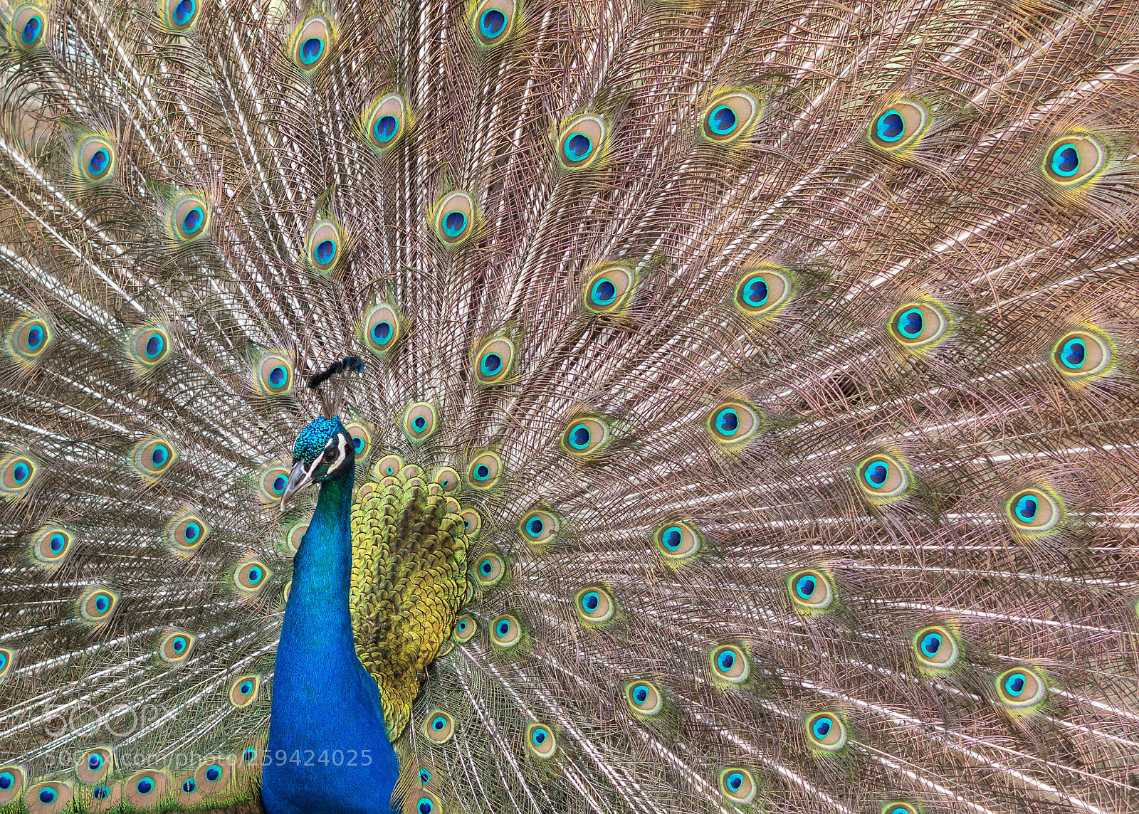 Olympus OM-D E-M10 II sample photo. Beatifull peacock showing off photography
