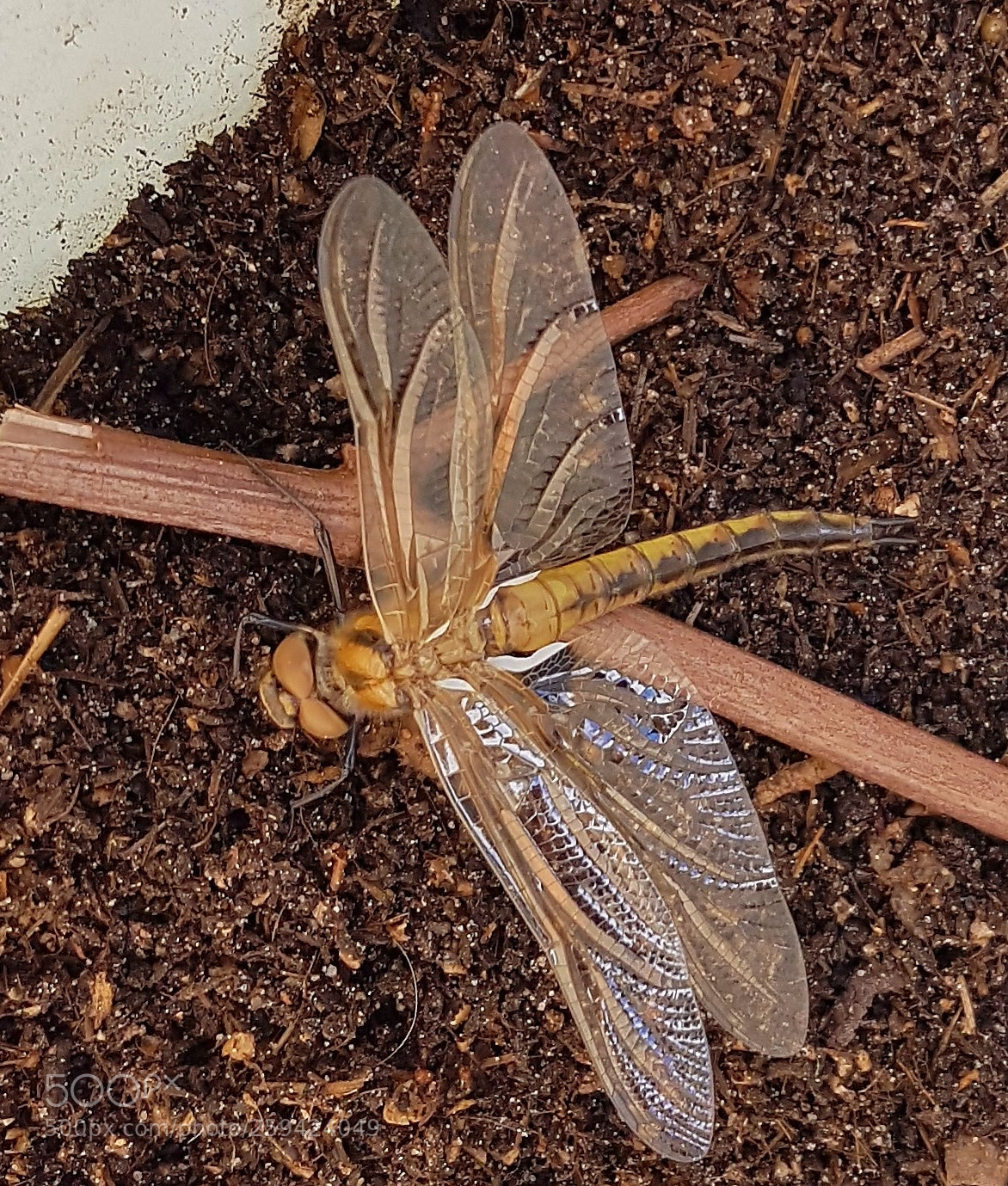Samsung Galaxy S7 sample photo. Untitled photography