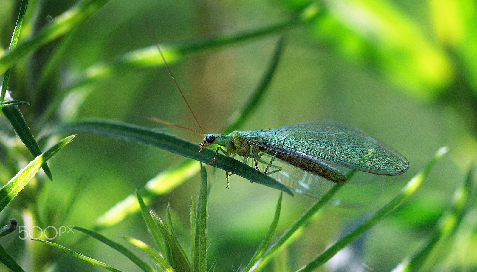 Nikon D80 sample photo. Chrysoperla carnea photography