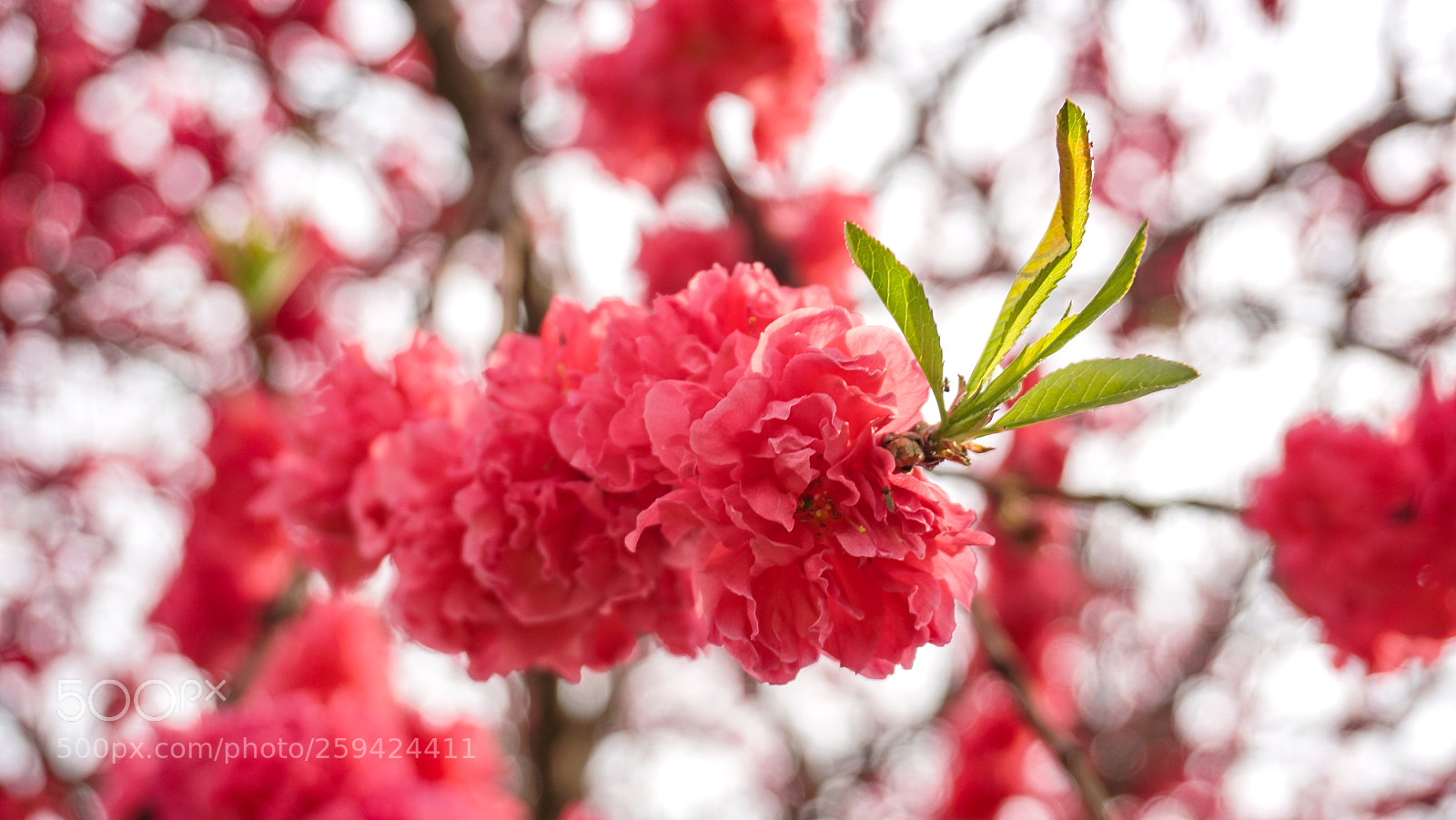 Sony a6000 sample photo. Red flower photography