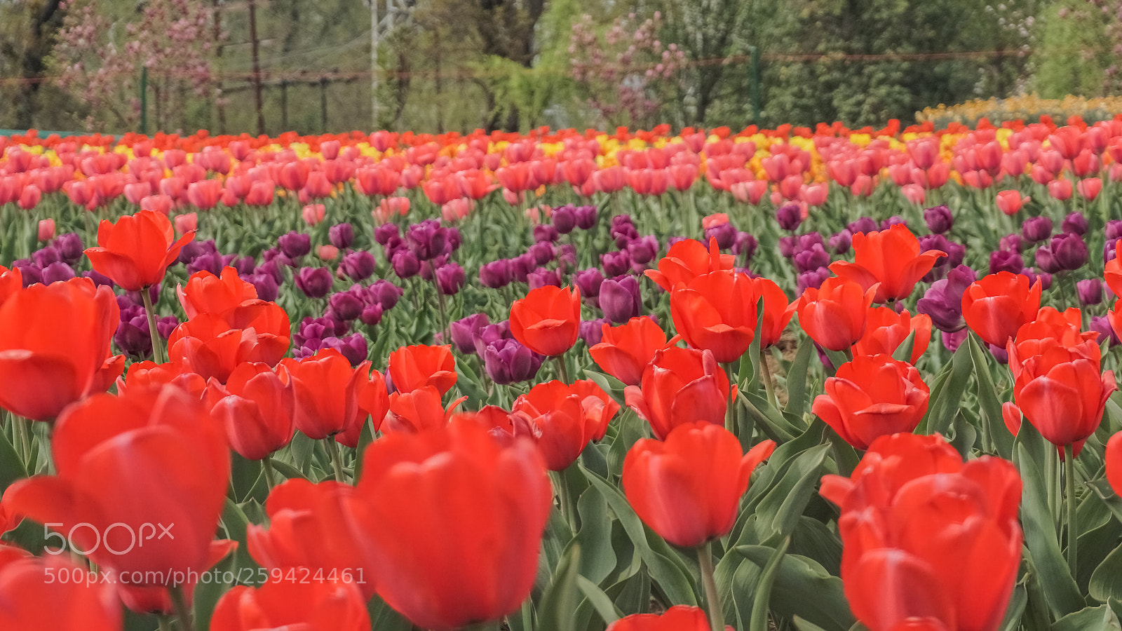 Sony a6000 sample photo. Tulip garden photography