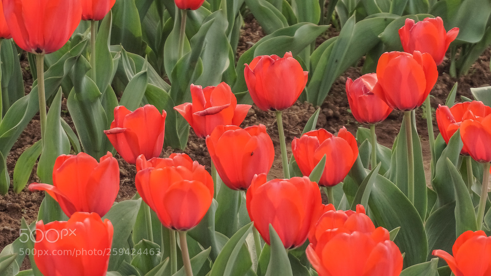 Sony a6000 sample photo. Red tulip photography