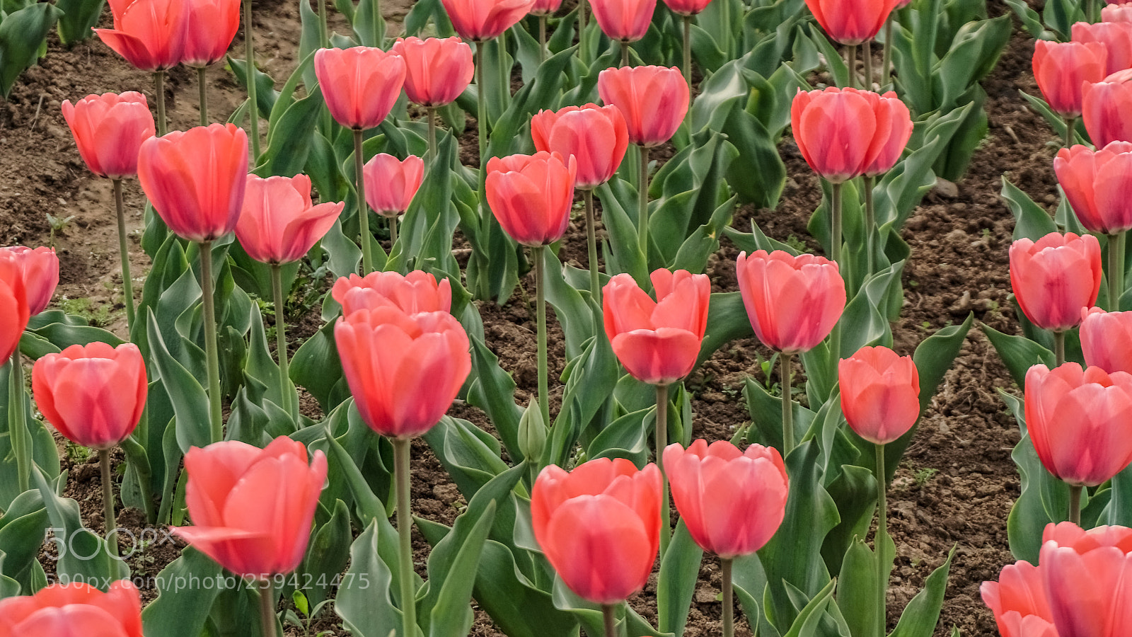 Sony a6000 sample photo. Pink coloured tulips photography