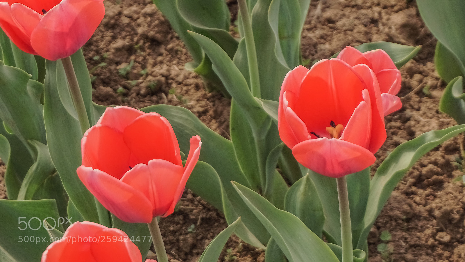 Sony a6000 sample photo. Pink coloured tulips photography