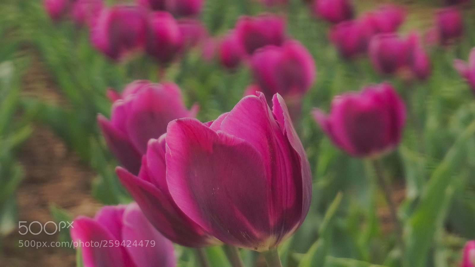 Sony a6000 sample photo. Voilet tulip flower photography