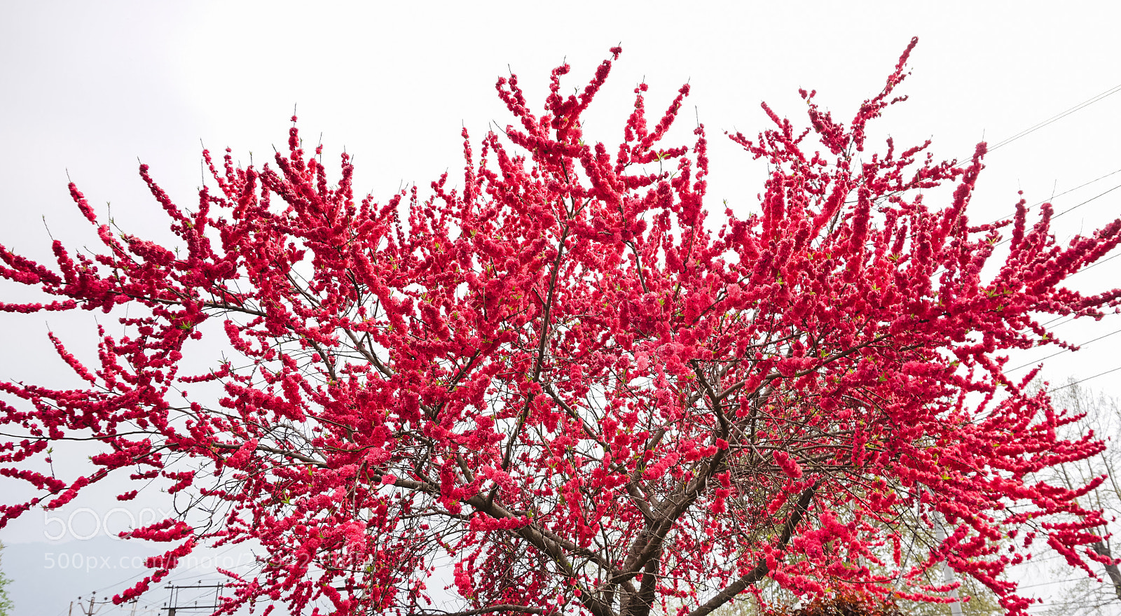 Sony a6000 sample photo. Red flower tree photography