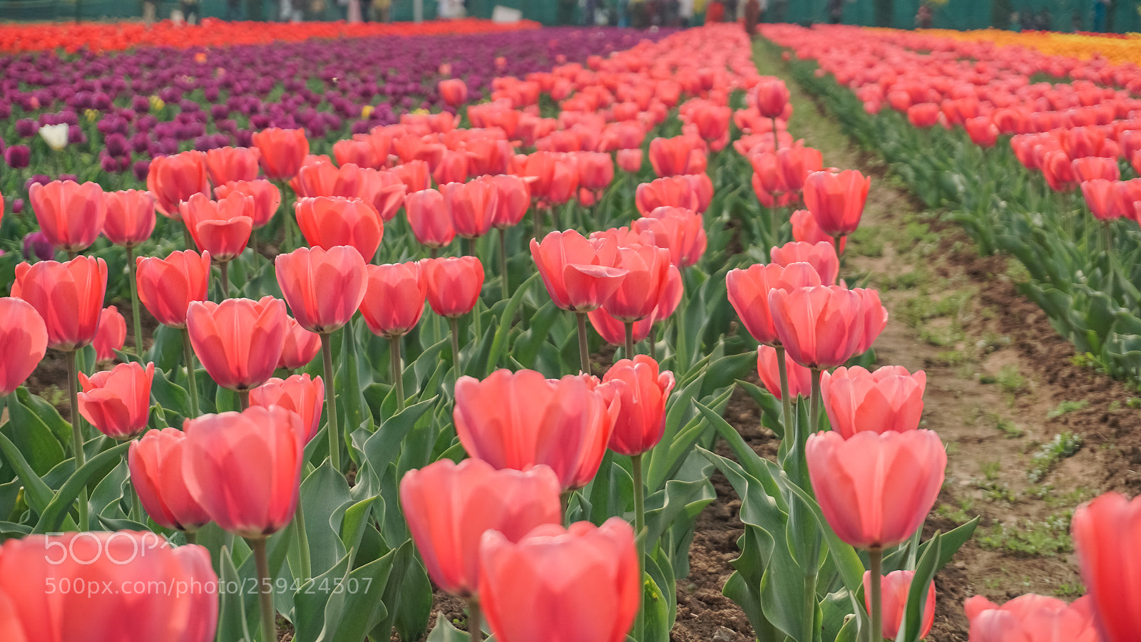 Sony a6000 sample photo. Colourful tulips photography