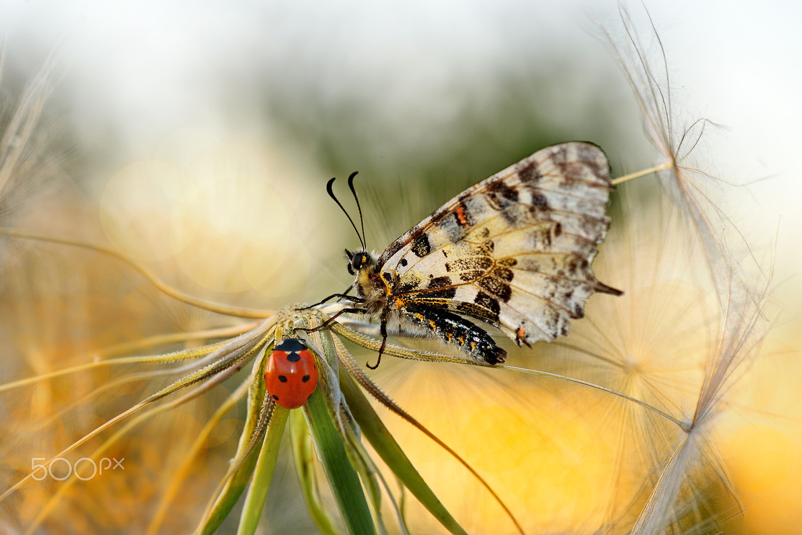 Nikon AF-S Micro-Nikkor 105mm F2.8G IF-ED VR sample photo. Butterfly photography