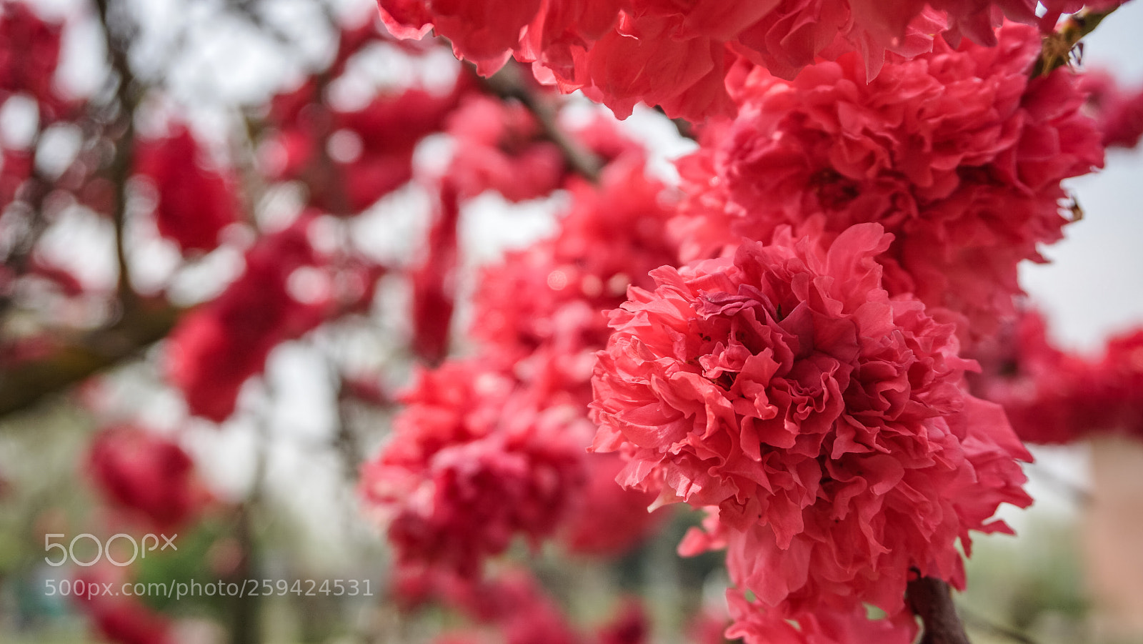Sony a6000 sample photo. Red flower photography