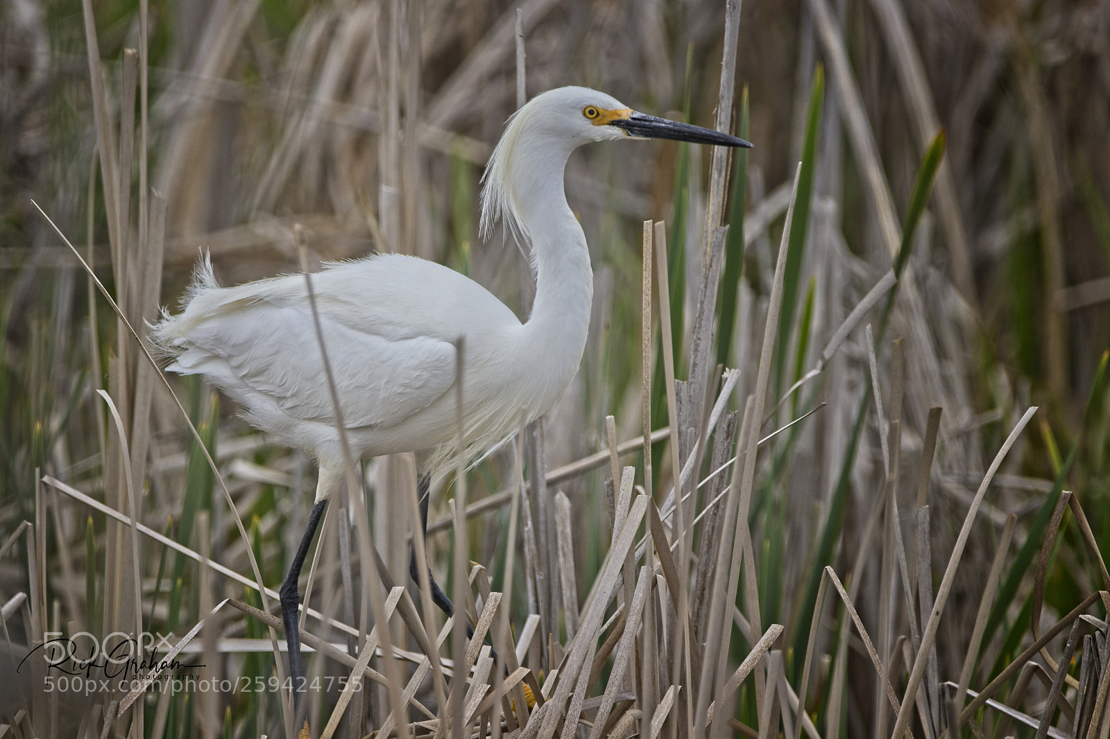 Canon EOS 80D sample photo. Snowy egret photography