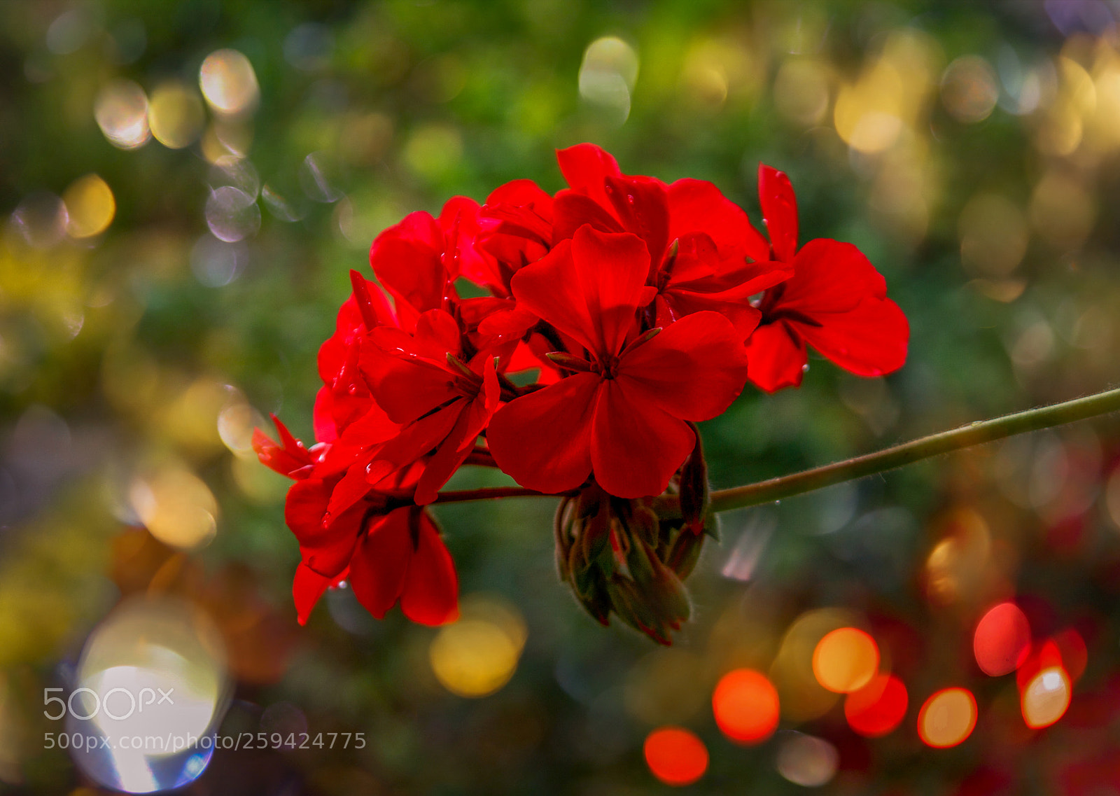 Canon EOS 700D (EOS Rebel T5i / EOS Kiss X7i) sample photo. Red life photography