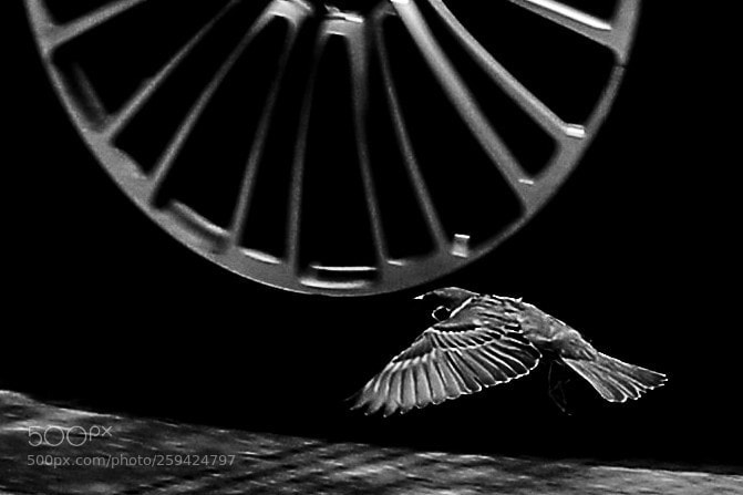Canon EOS 5D Mark IV sample photo. Untitled photography