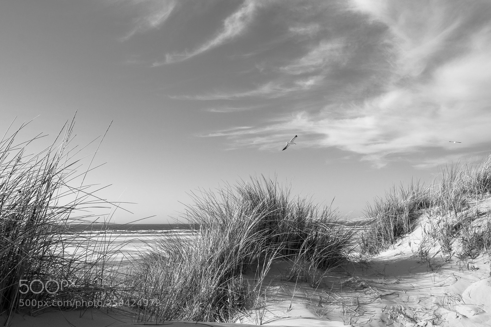 Sony a6500 sample photo. Terschelling beach photography