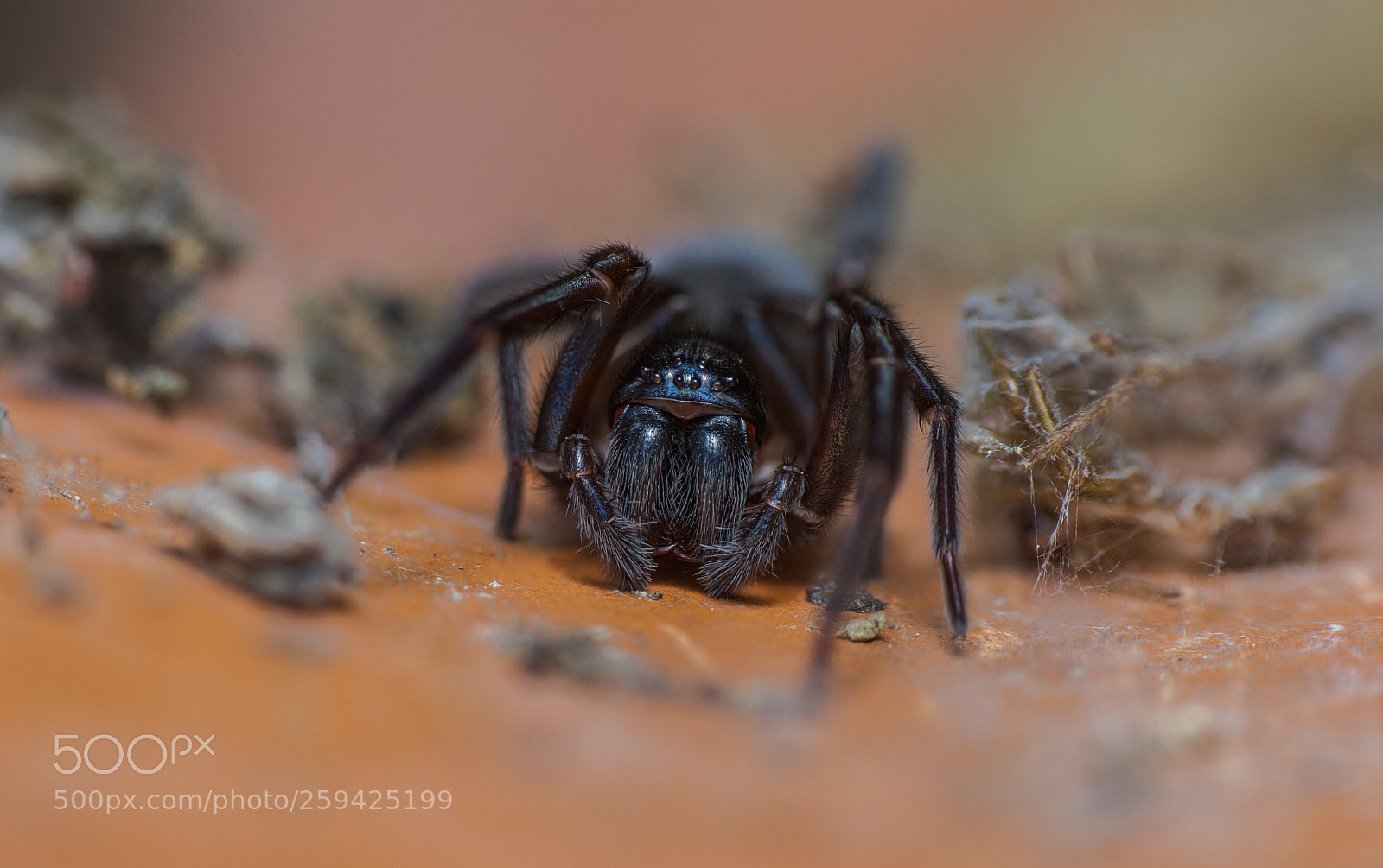 Canon EOS 7D sample photo. Amaurobius ferox - female photography