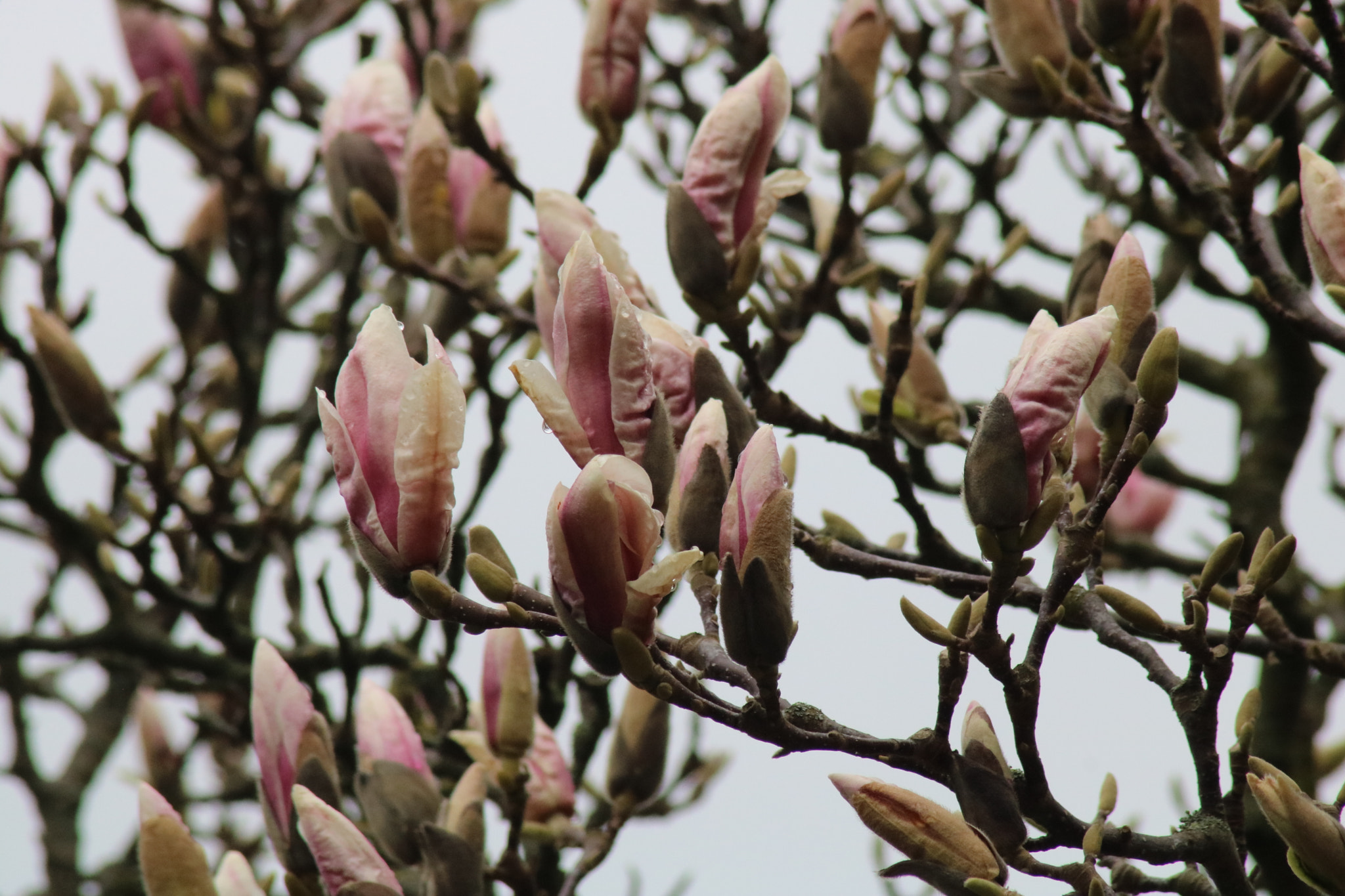 Canon EOS 750D (EOS Rebel T6i / EOS Kiss X8i) sample photo. Img photography