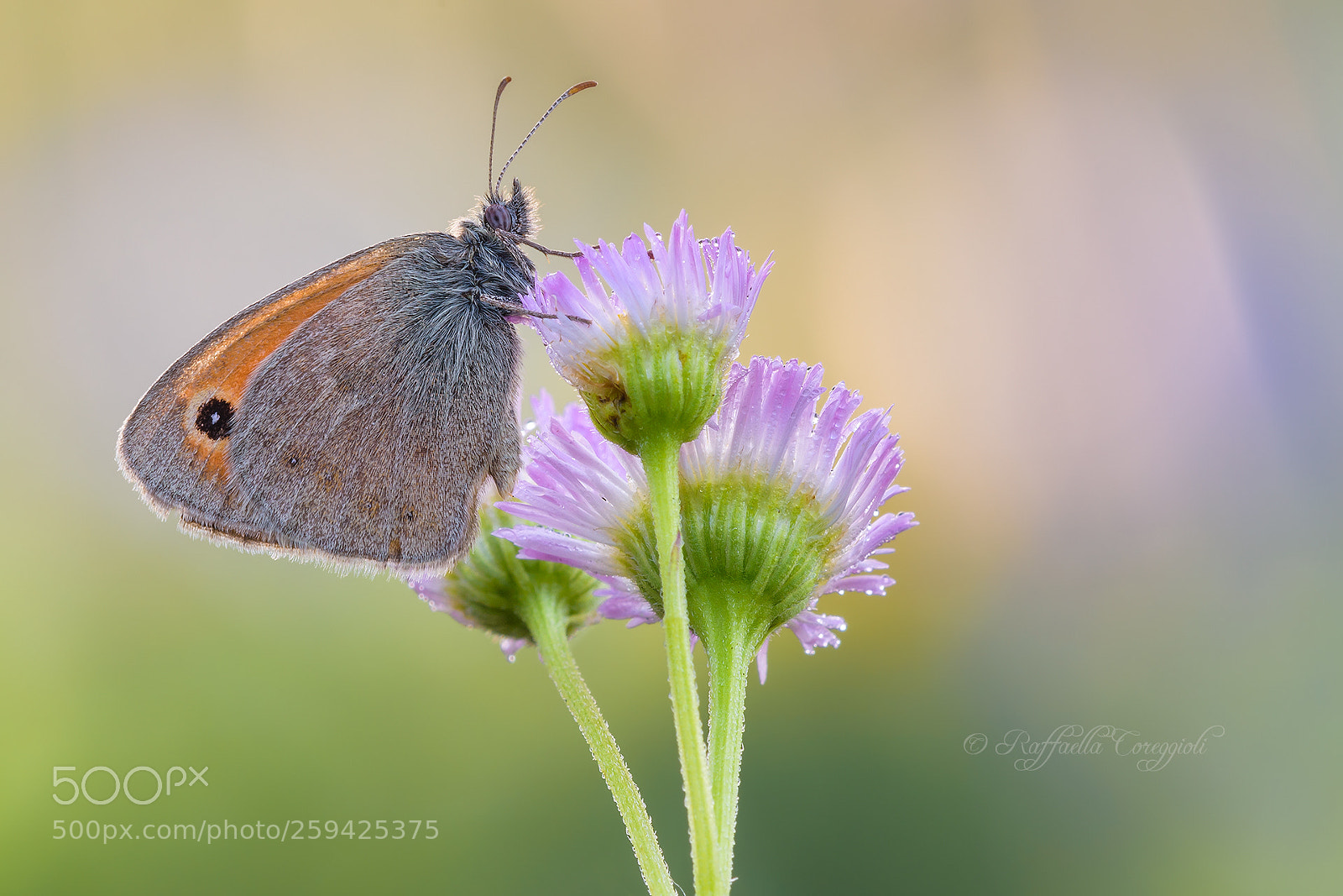 Nikon D7200 sample photo. Coenonympha pamphilus photography