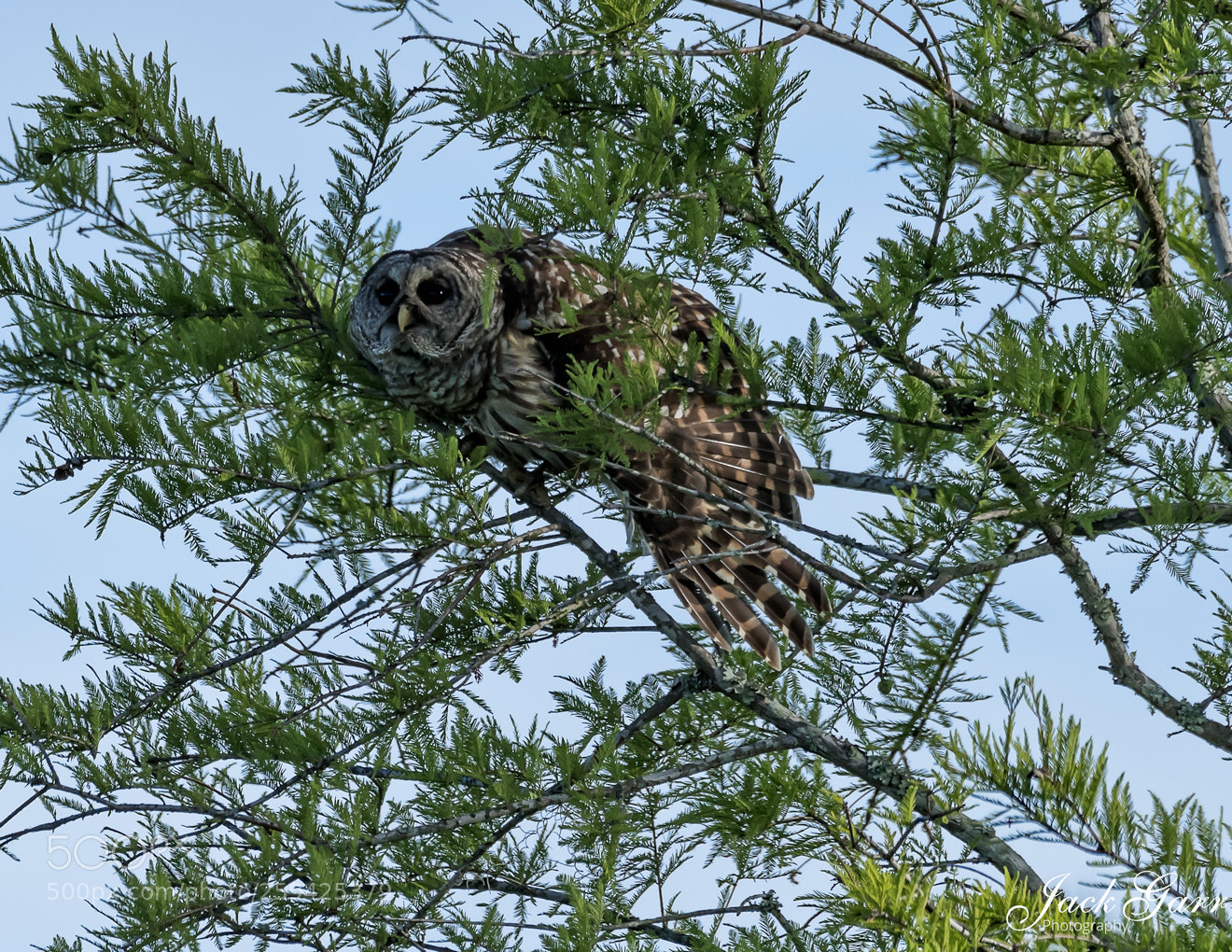 Canon EOS-1D X Mark II sample photo. Barred owl in tree photography
