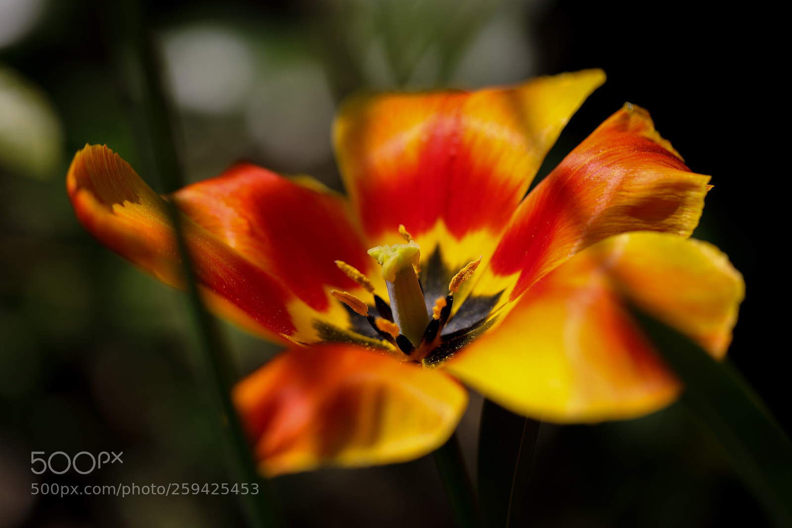 Canon EOS 5D Mark IV sample photo. Tulip (tulpe) photography
