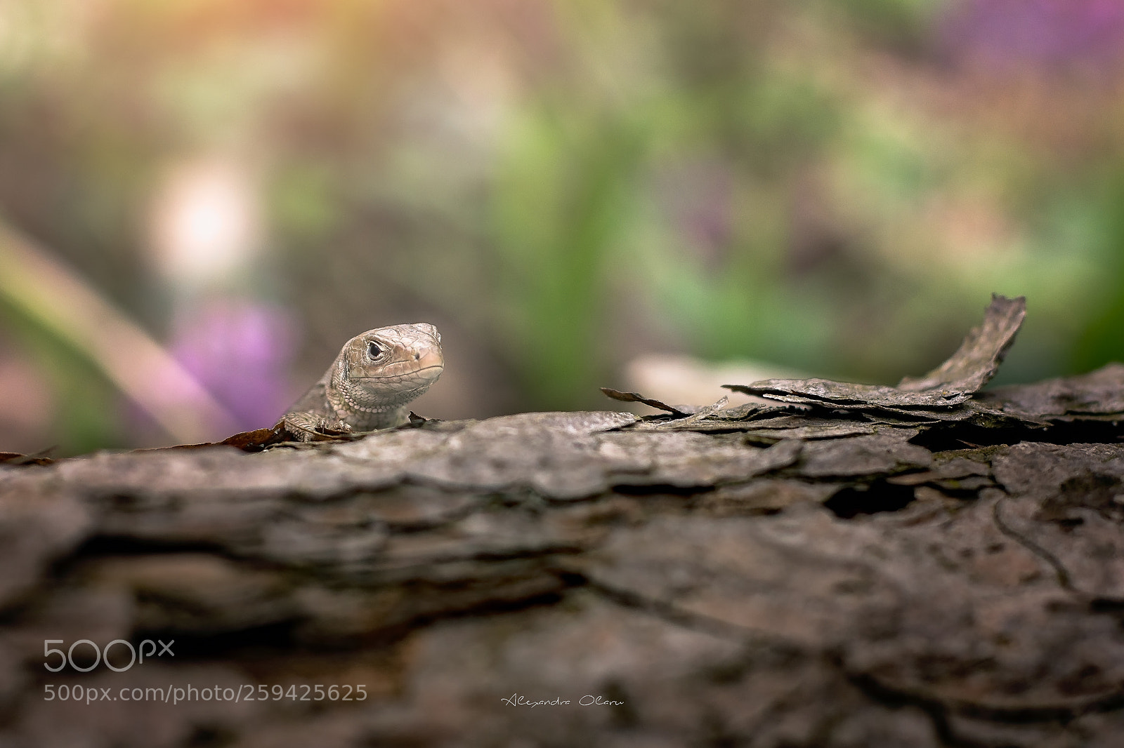 Nikon D7200 sample photo. Lacerta viridis photography