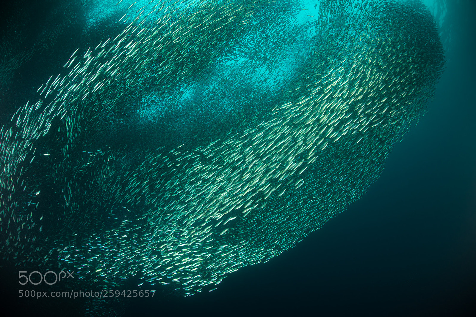 Nikon D810 sample photo. Sardine formation photography
