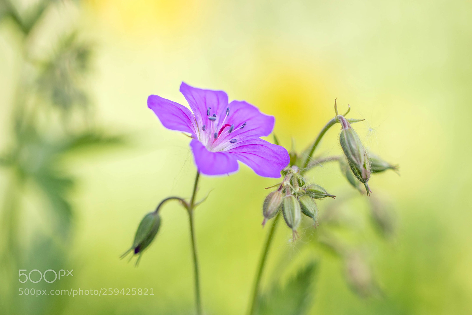 Canon EOS 80D sample photo. Geranium sylvaticum photography