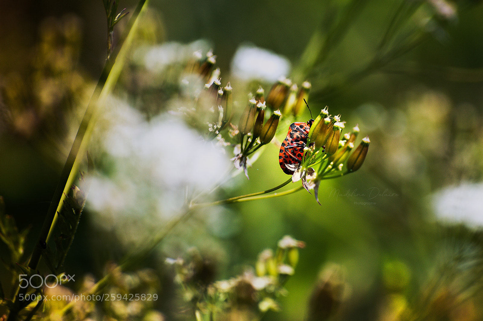 Nikon D300S sample photo. Pyrrhocoris apterus photography