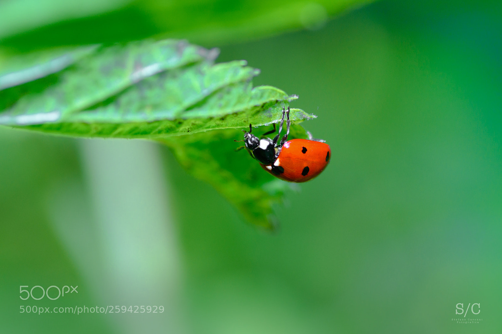 Nikon D7200 sample photo. Ladybird #2 photography
