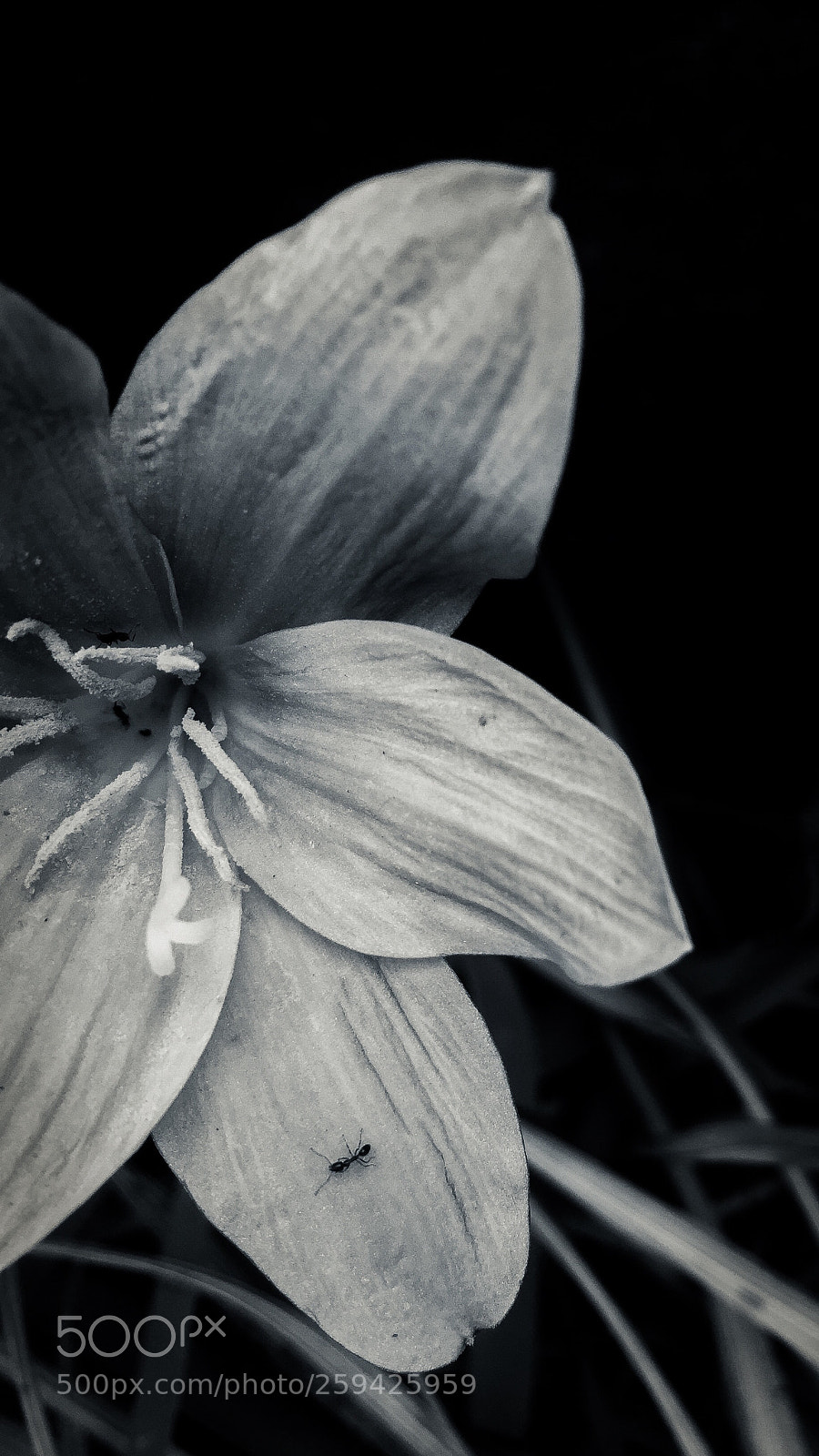 Apple iPhone 6 Plus sample photo. Black and white  photography
