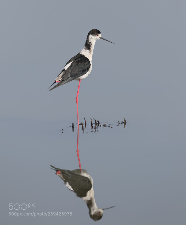 Canon EOS 7D Mark II sample photo. Black-winged stilt photography
