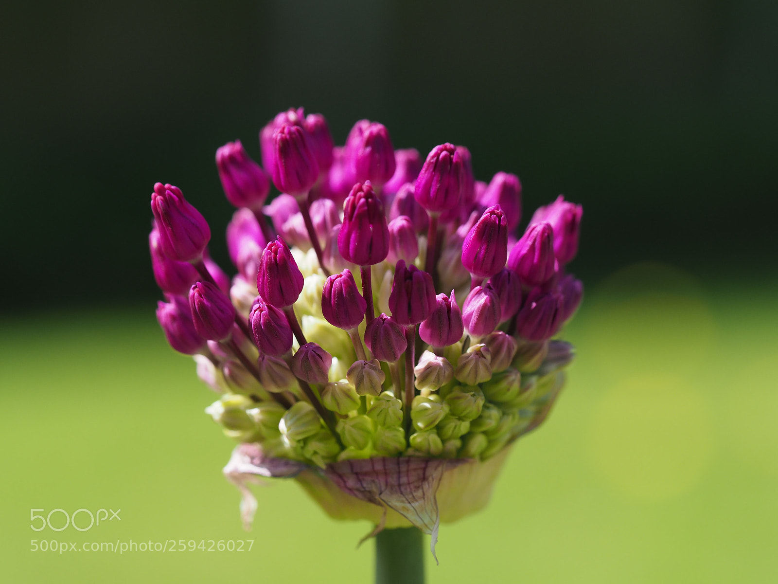Olympus OM-D E-M1 Mark II sample photo. Allium photography