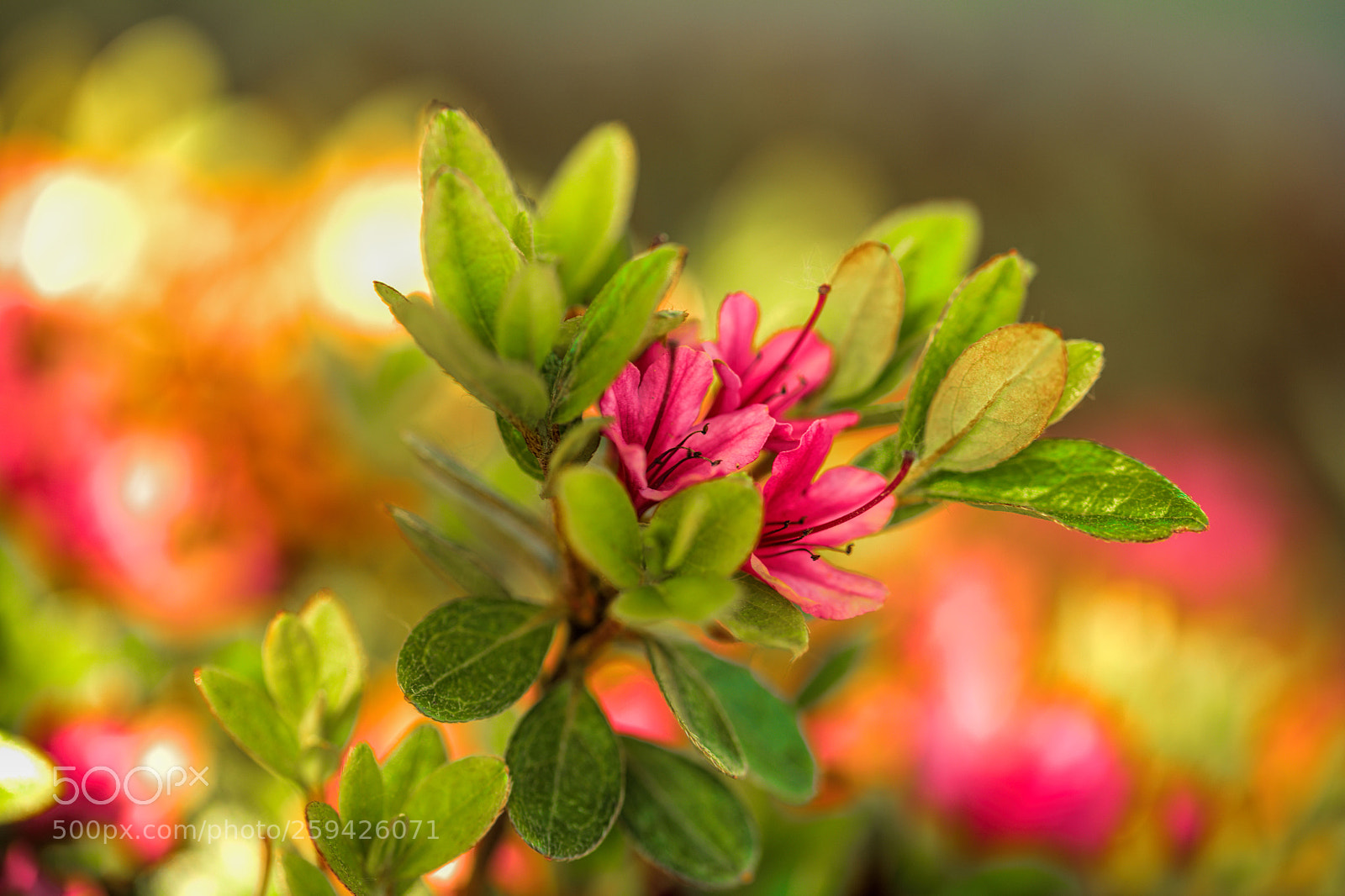 Nikon D850 sample photo. Azalea photography