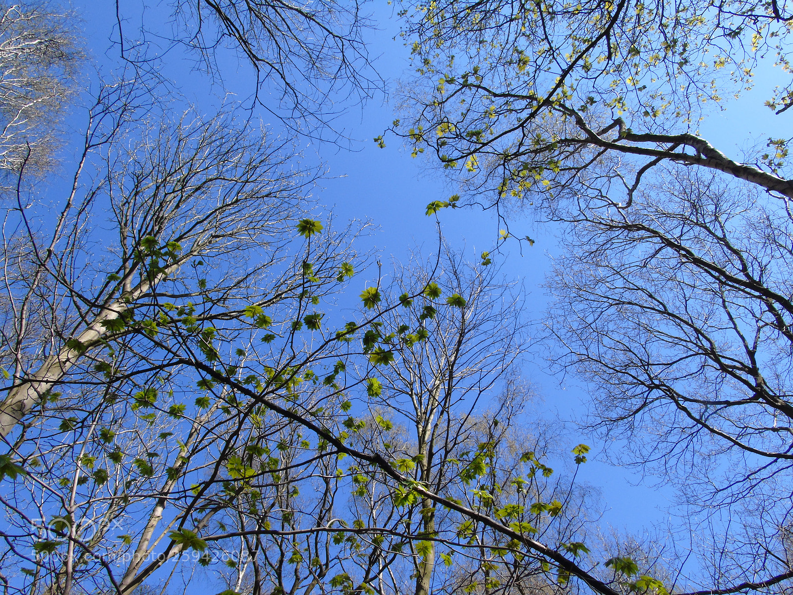 Sony Cyber-shot DSC-H400 sample photo. Fresh green leaves at photography
