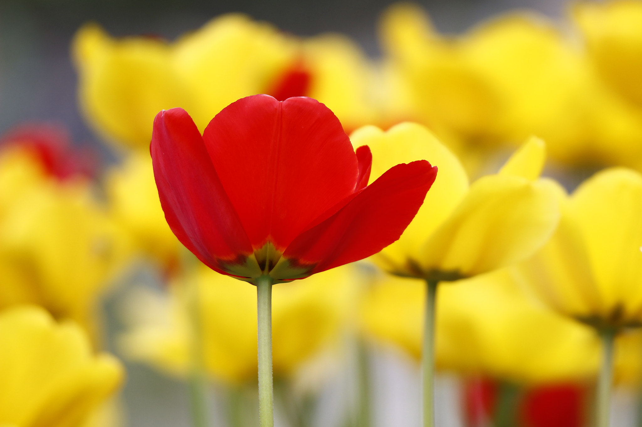 Canon EF 300mm F2.8L IS II USM sample photo. Red one photography