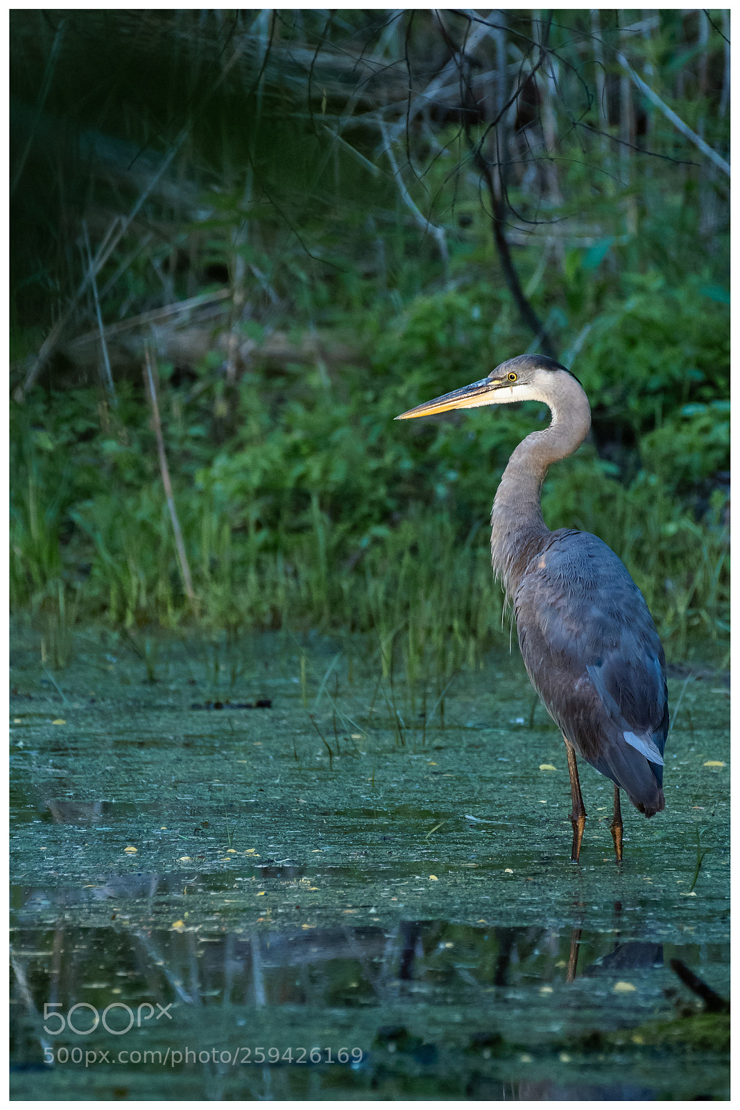 Nikon D850 sample photo. Great blue heron photography
