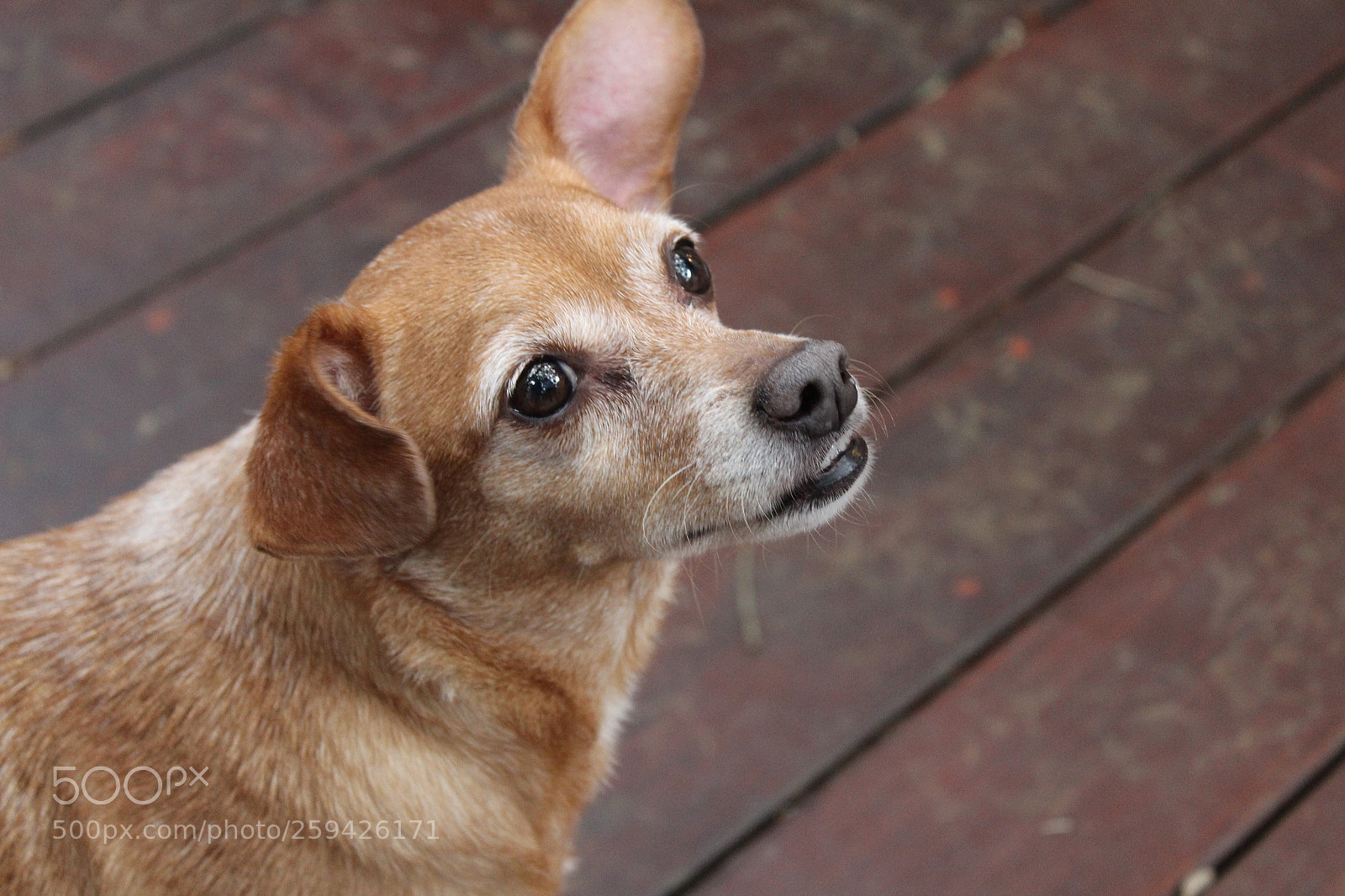 Canon EOS 1300D (EOS Rebel T6 / EOS Kiss X80) sample photo. Dog ears photography