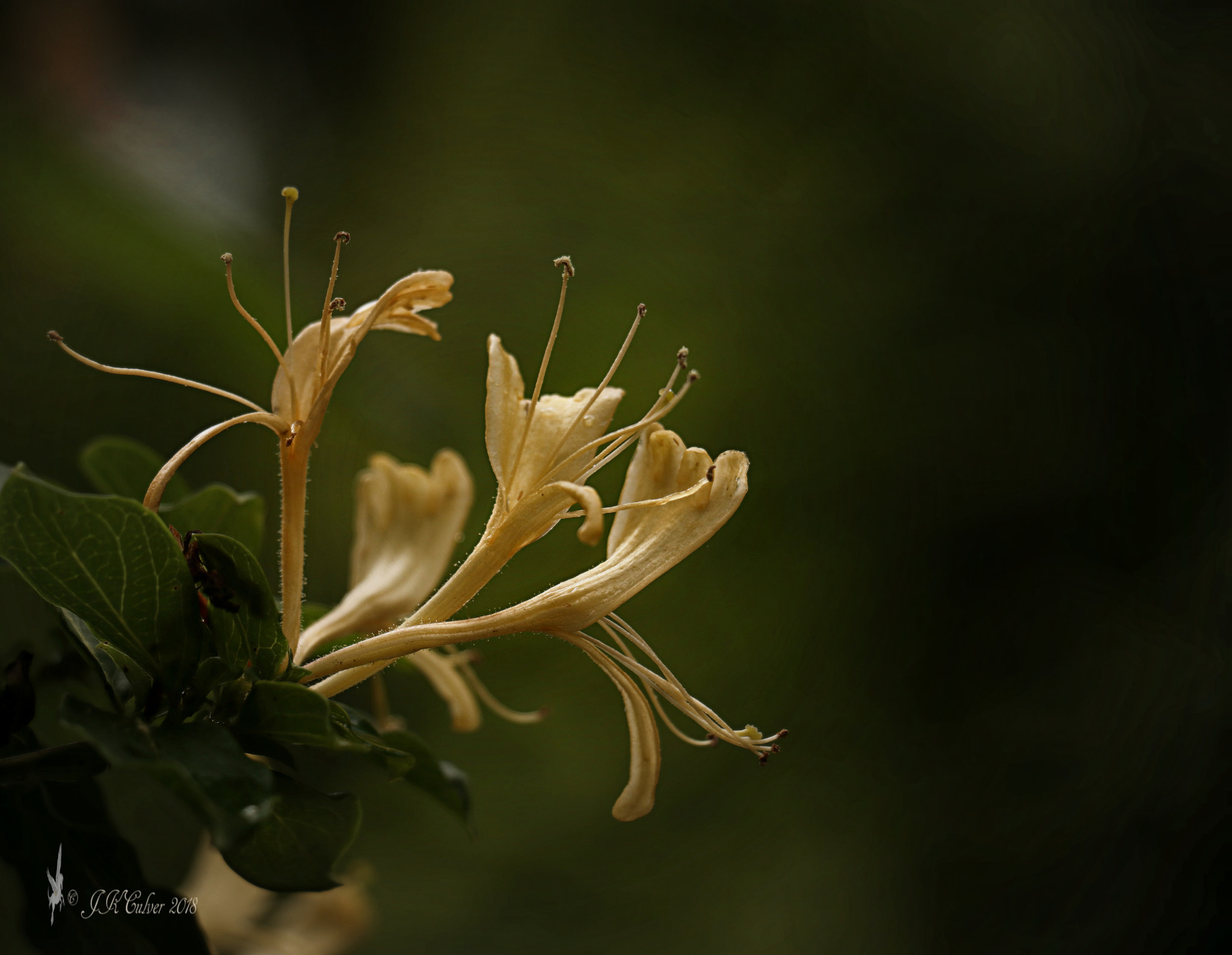 Canon EOS 77D (EOS 9000D / EOS 770D) sample photo. Honeysuckle photography