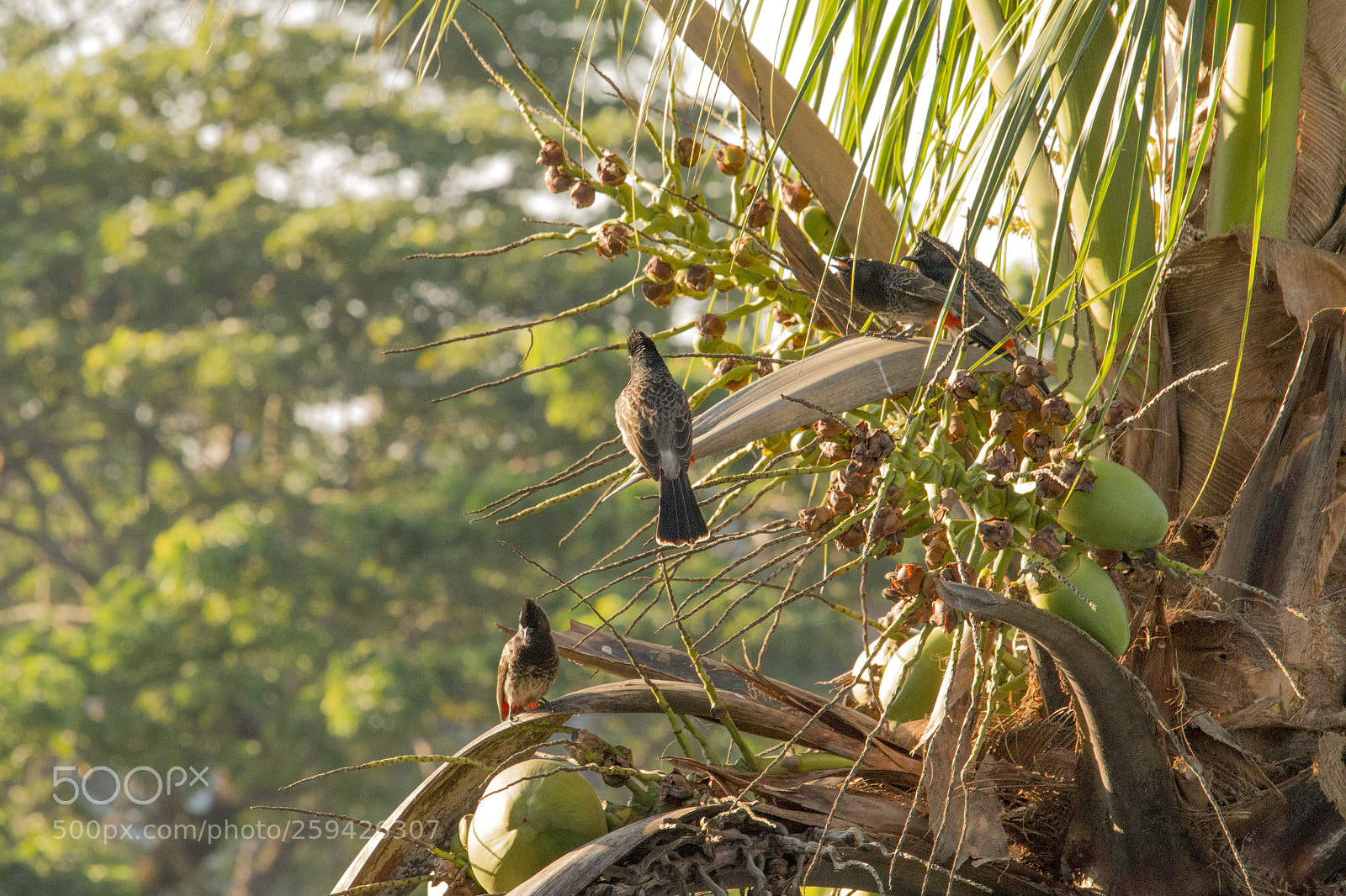 Canon EOS 70D sample photo. Bird's quarrel photography