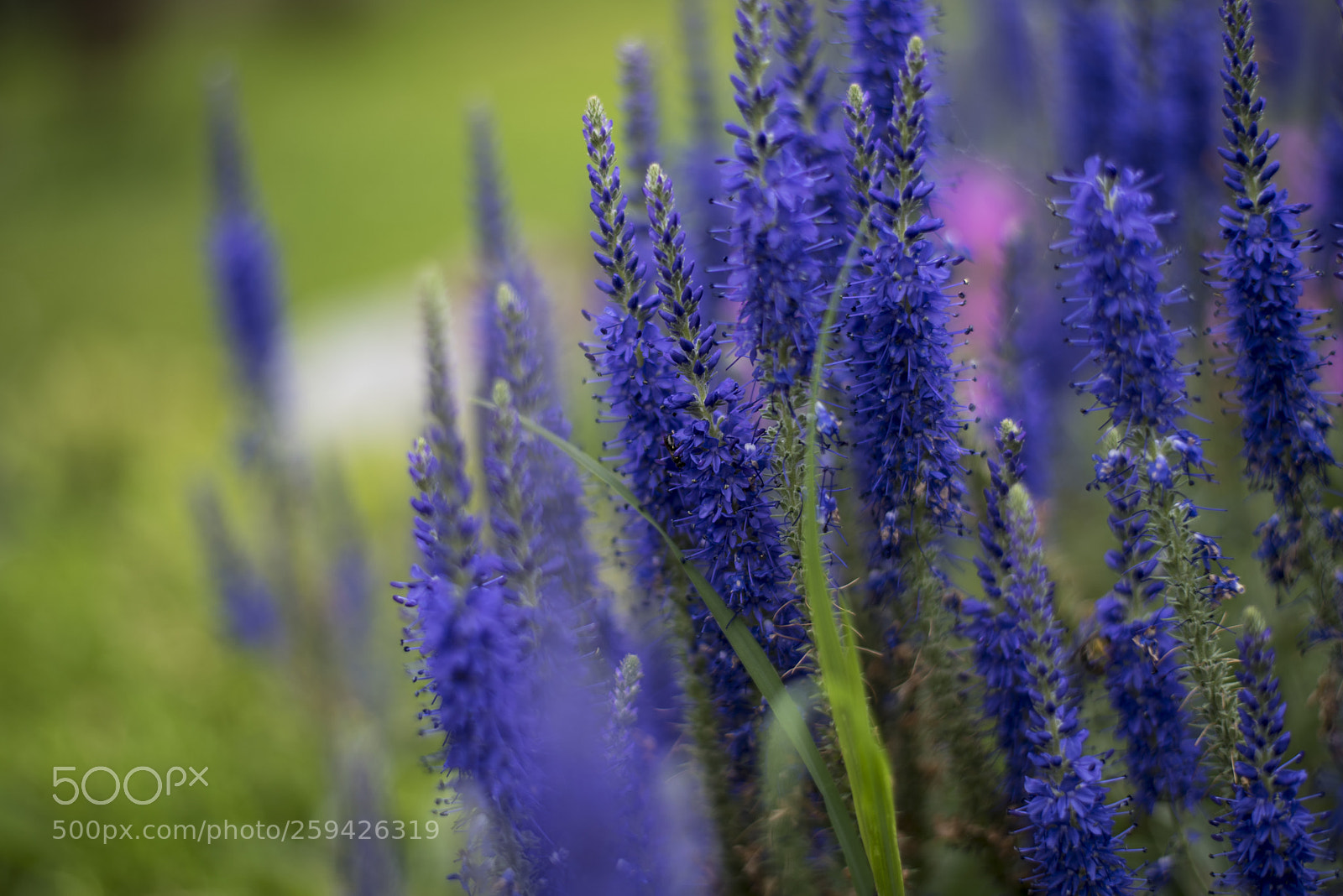 Nikon D750 sample photo. Blue photography