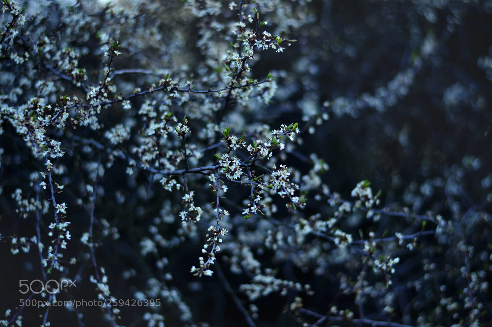 Nikon D3100 sample photo. Untitled photography