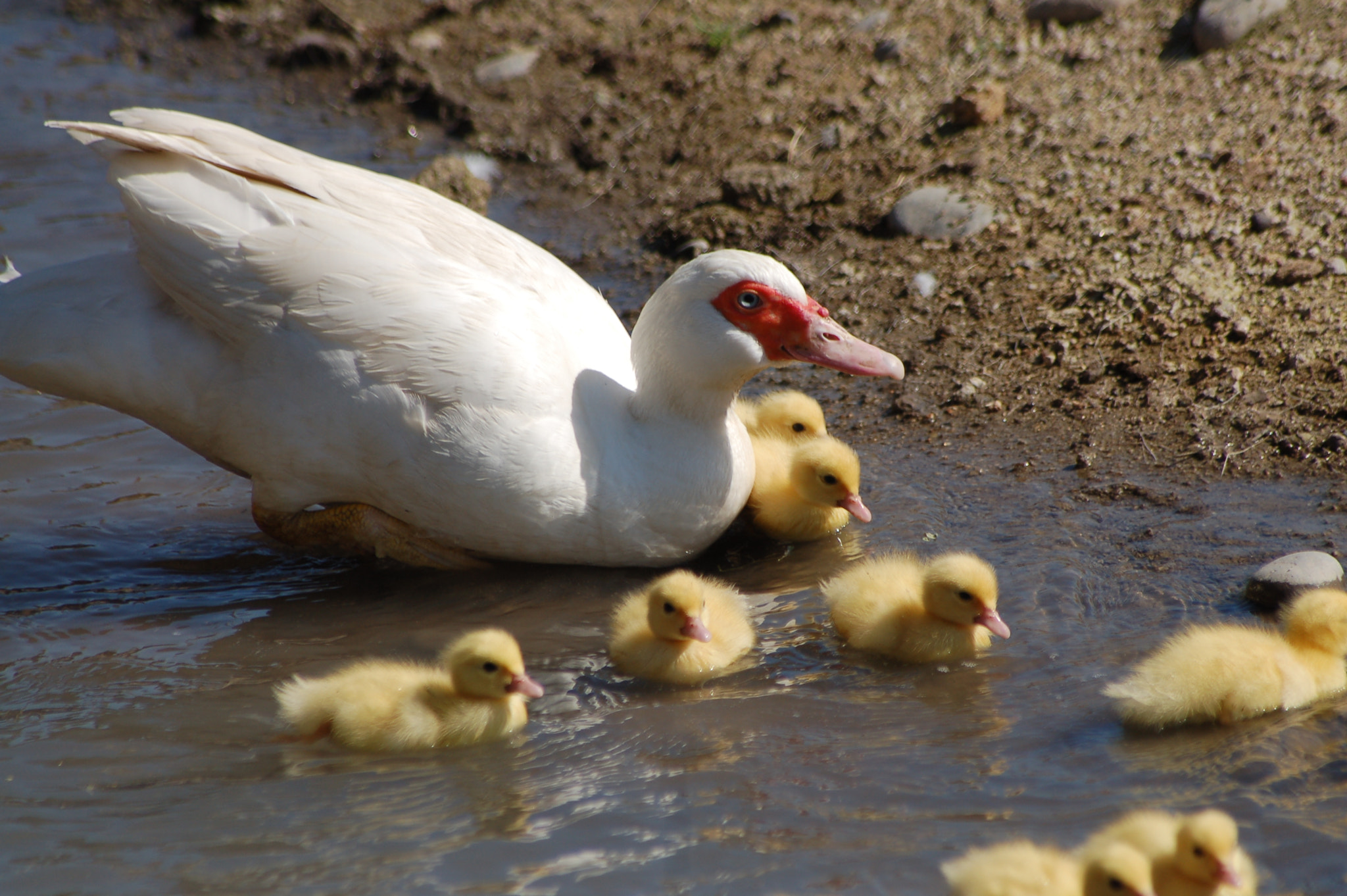 Nikon D50 + Sigma 70-300mm F4-5.6 APO Macro Super II sample photo. Ducklings photography