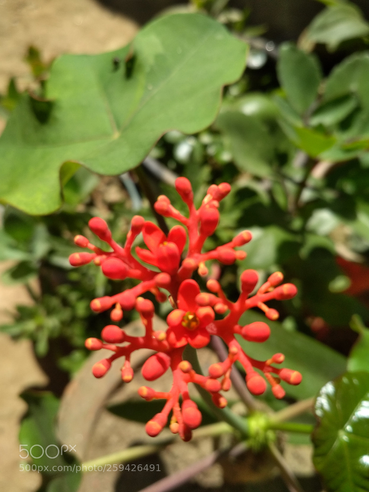 Xiaomi Redmi 4X sample photo. Untitled photography