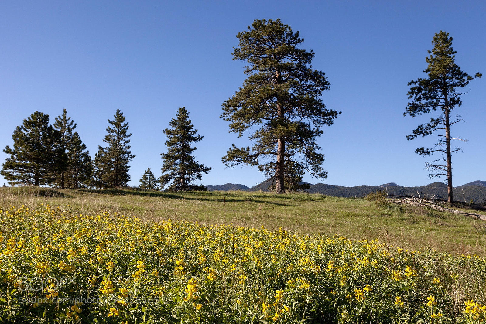 Canon EOS 5D Mark II sample photo. Springtime awakening photography