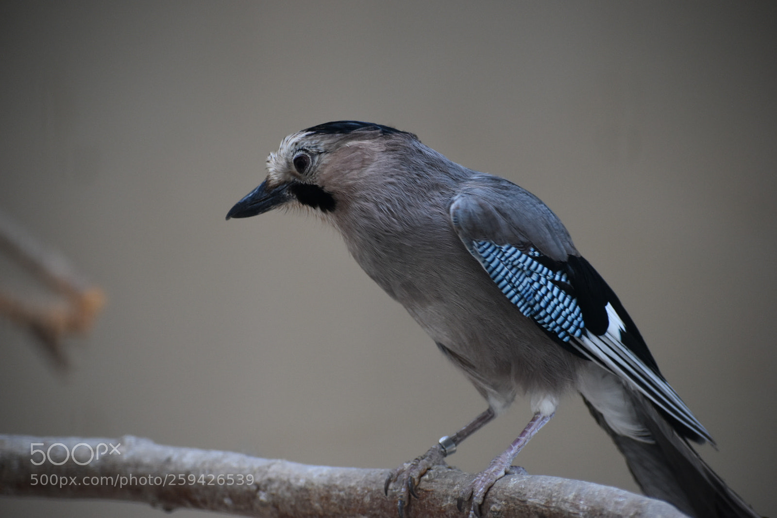 Nikon D5500 sample photo. Untitled photography