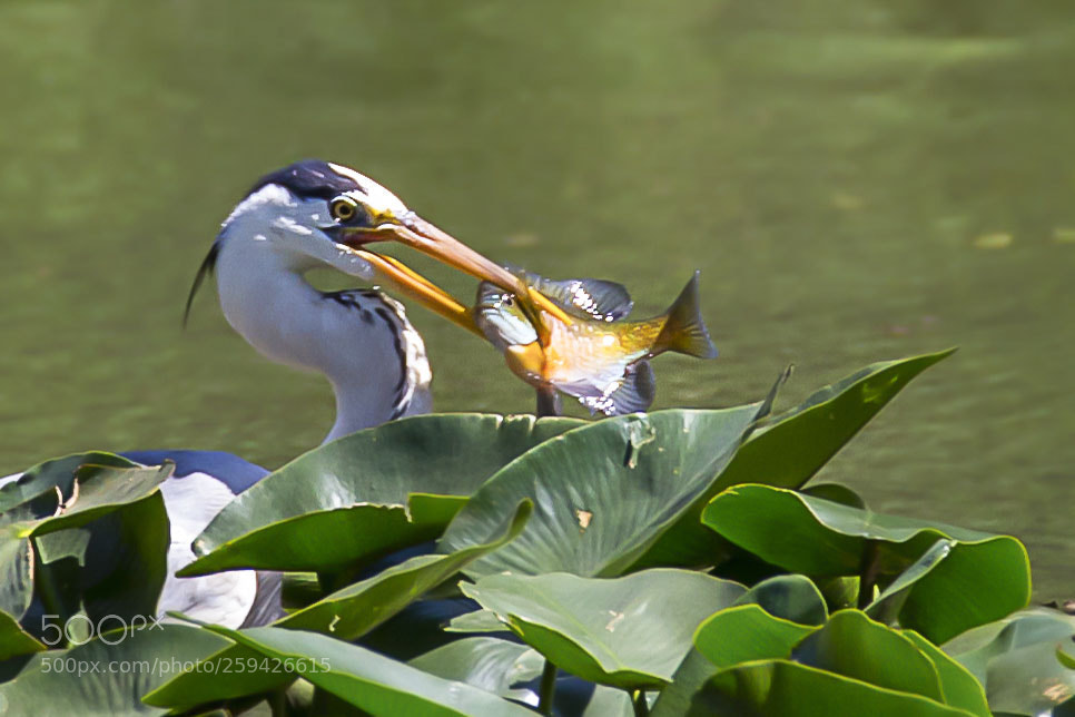 Canon EOS 6D sample photo. Gray heron photography