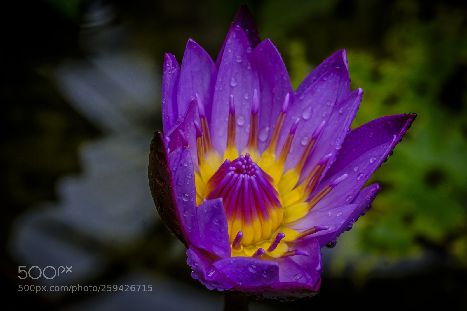 Fujifilm X-T2 sample photo. Blue egyptian water lily photography