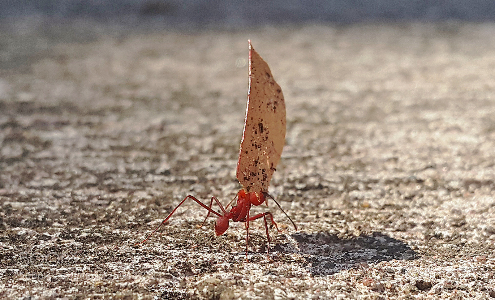 Samsung Galaxy Note4 sample photo. Ant photography