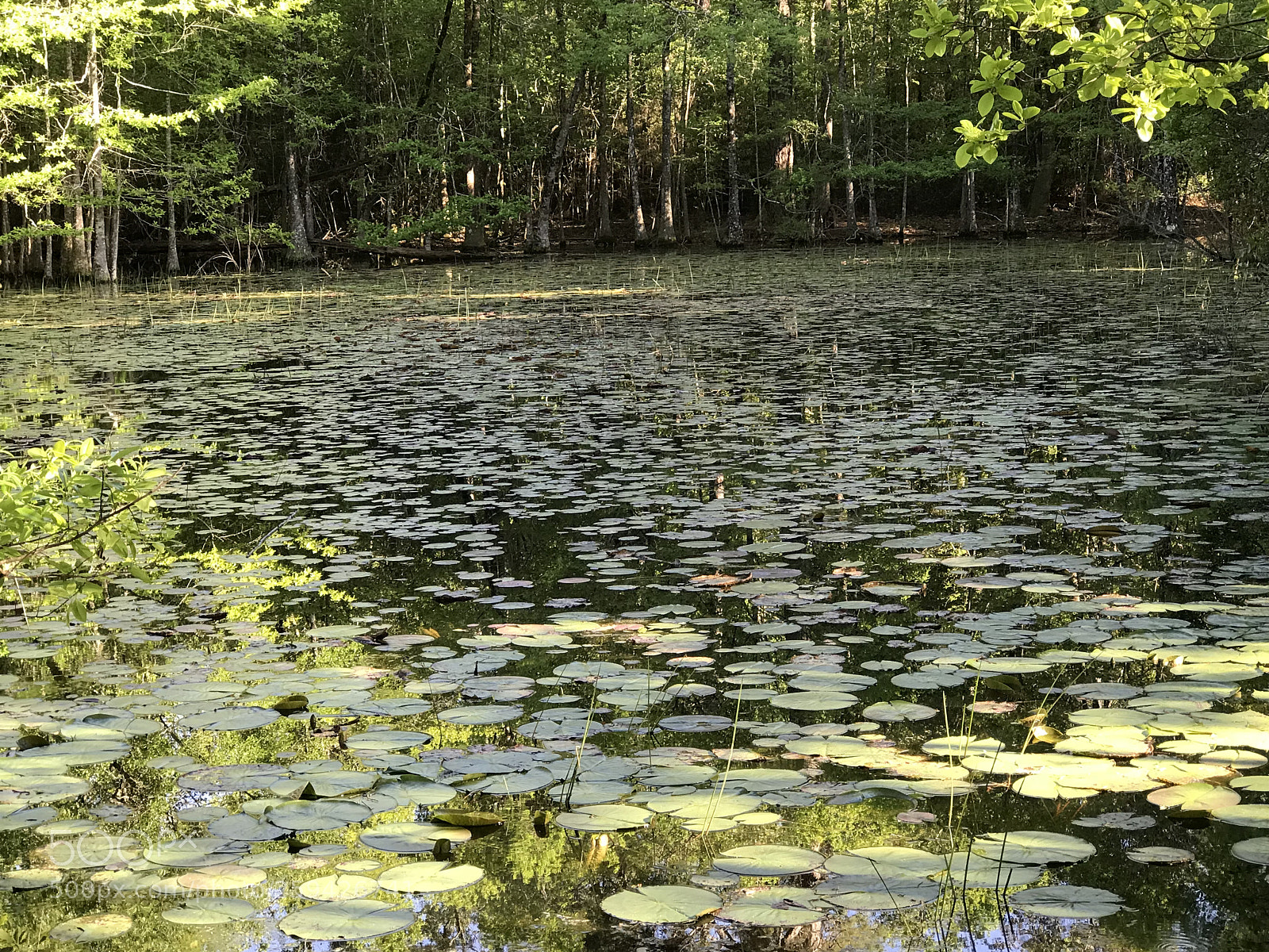 Apple iPhone 7 Plus sample photo. Lilly pad photography